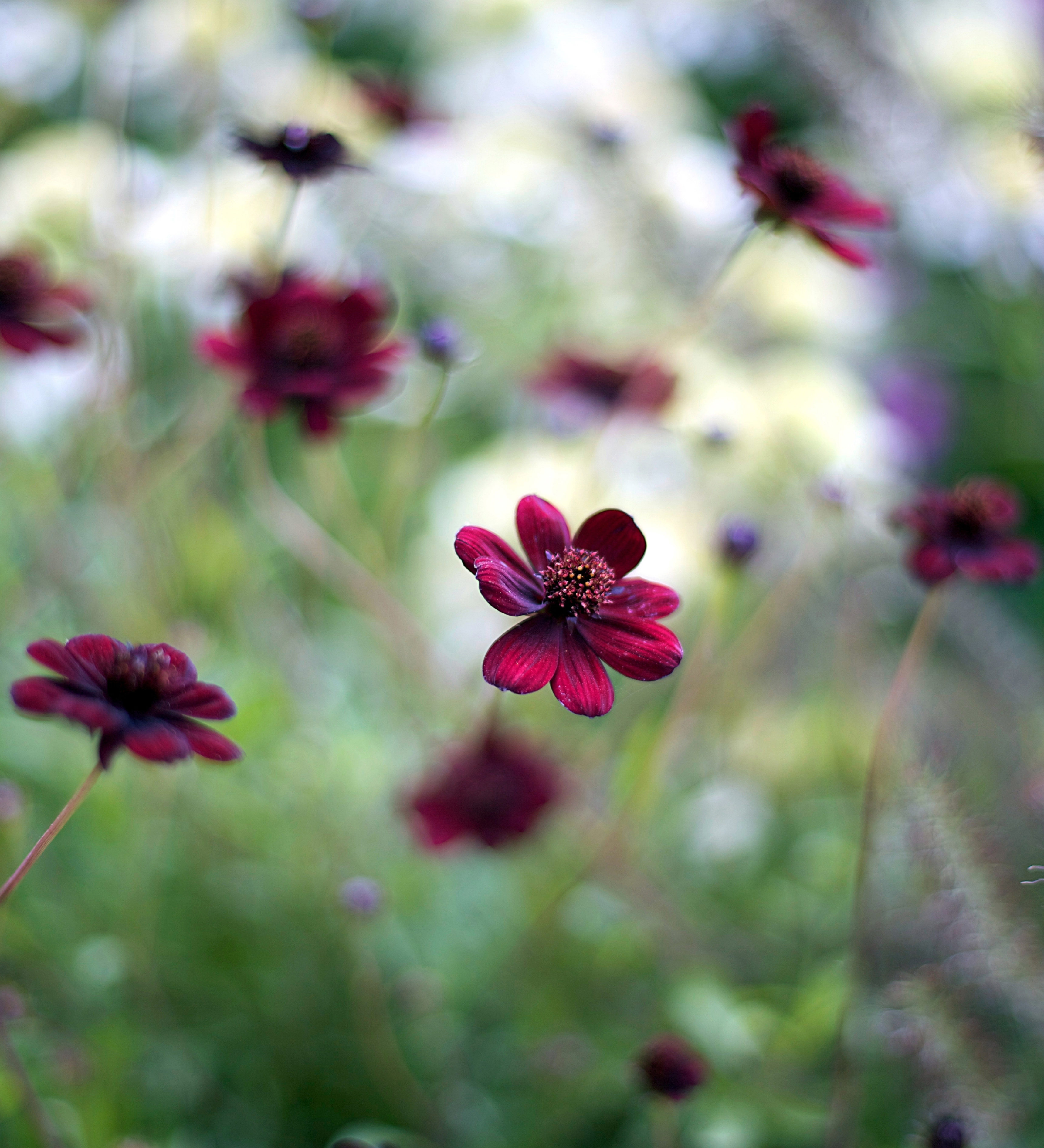 Cosmos atrosanguineus