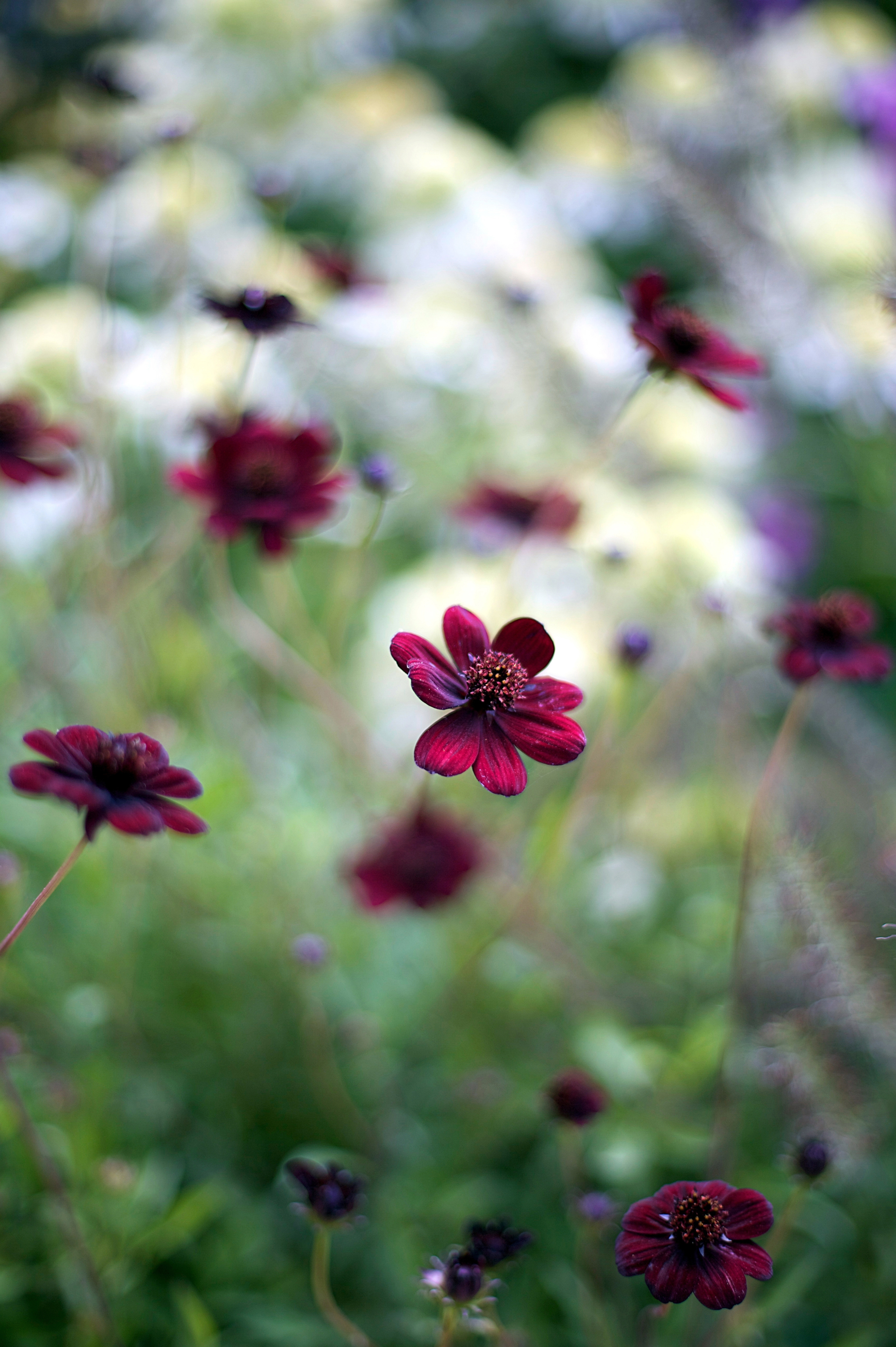 Cosmos atrosanguineus