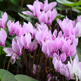 Cyclamen hederifolium
