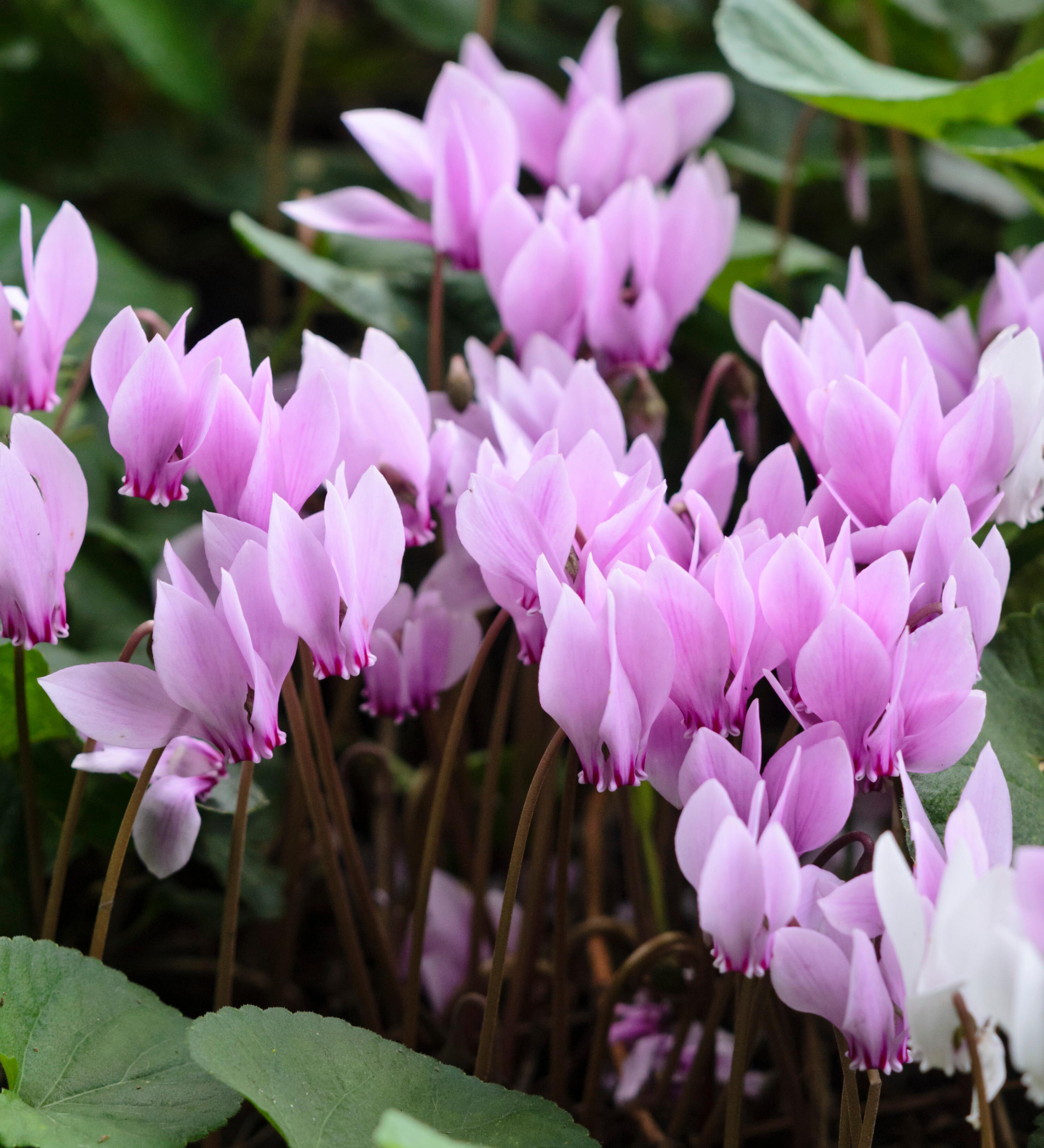 Cyclamen hederifolium