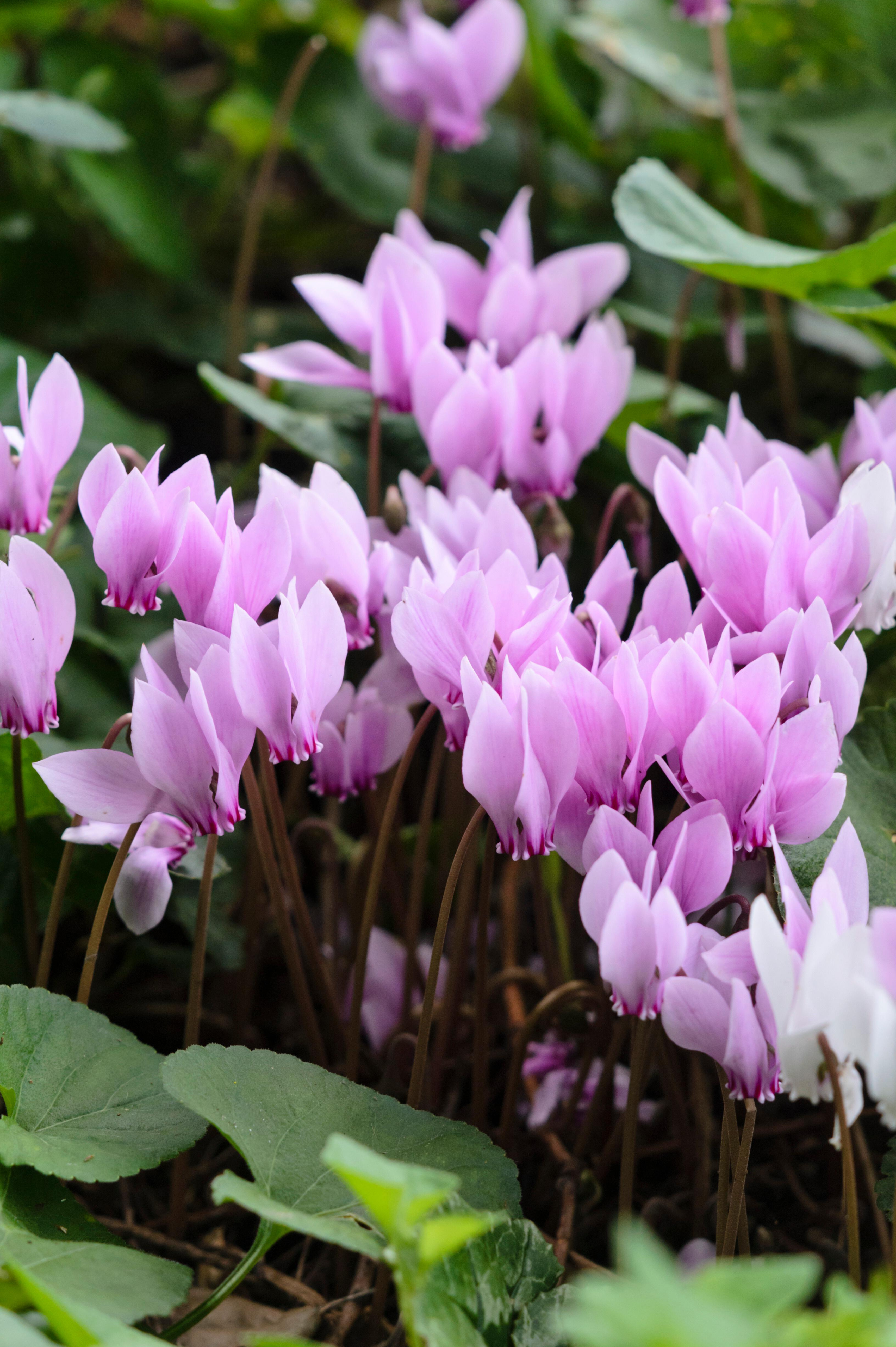 Cyclamen hederifolium