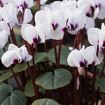 Cyclamen coum 'Album' - cyclaam vaste plant