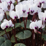 Cyclamen coum 'Album' - cyclaam vaste plant