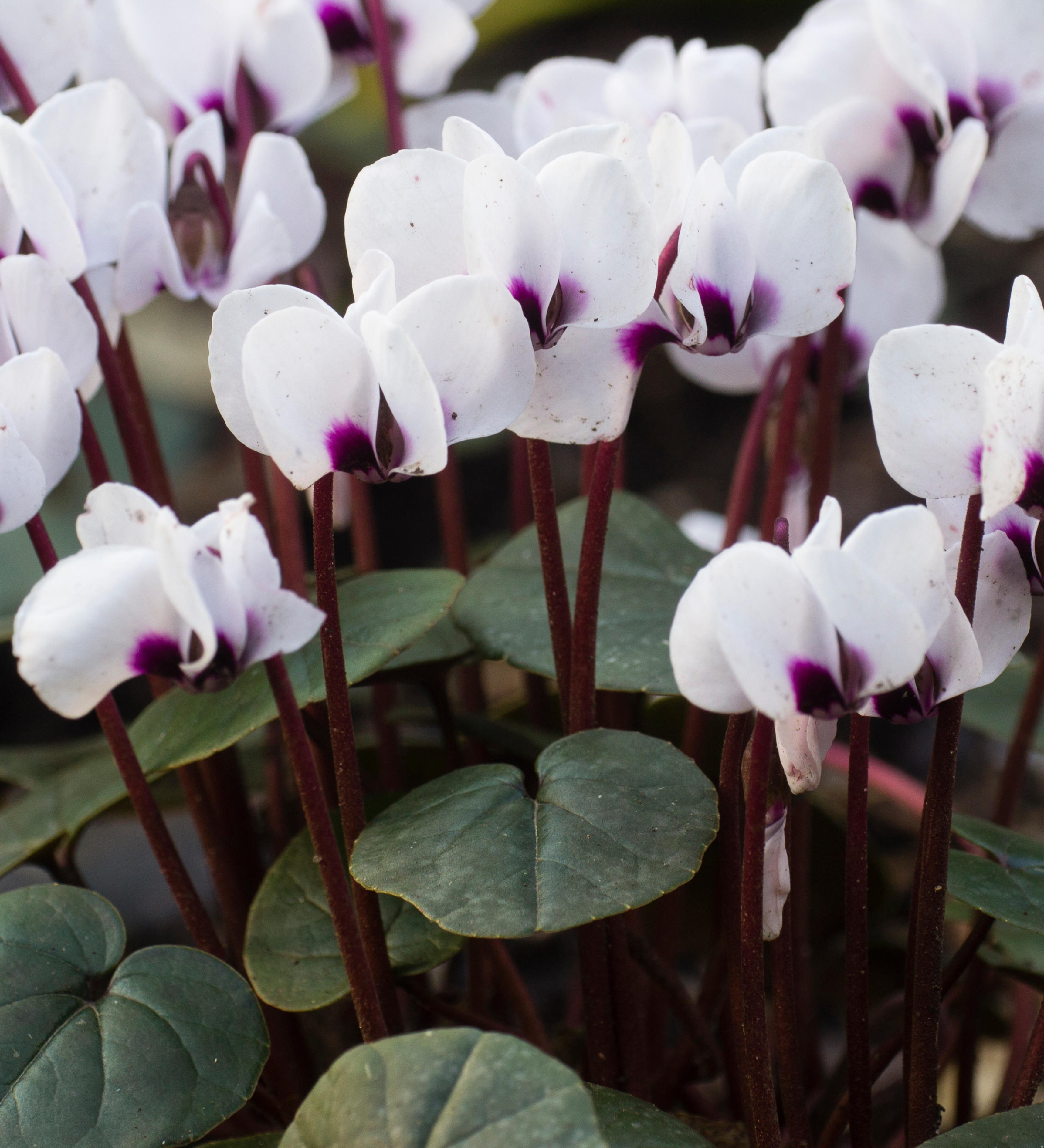 Cyclamen coum 'Album' - cyclaam vaste plant