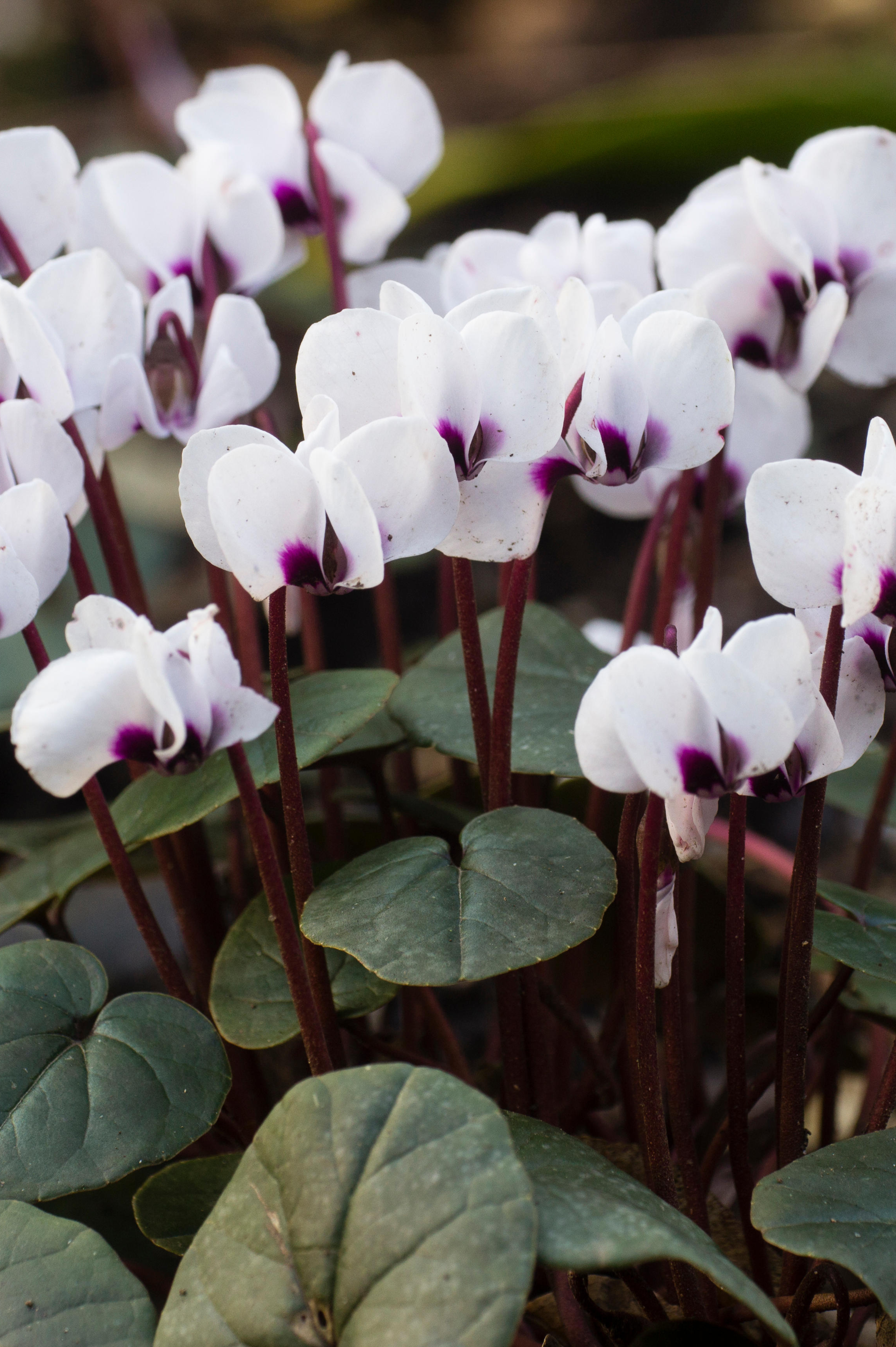 Cyclamen coum 'Album' - cyclaam vaste plant