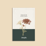 Daucus carota 'purple kisses'-Angelo