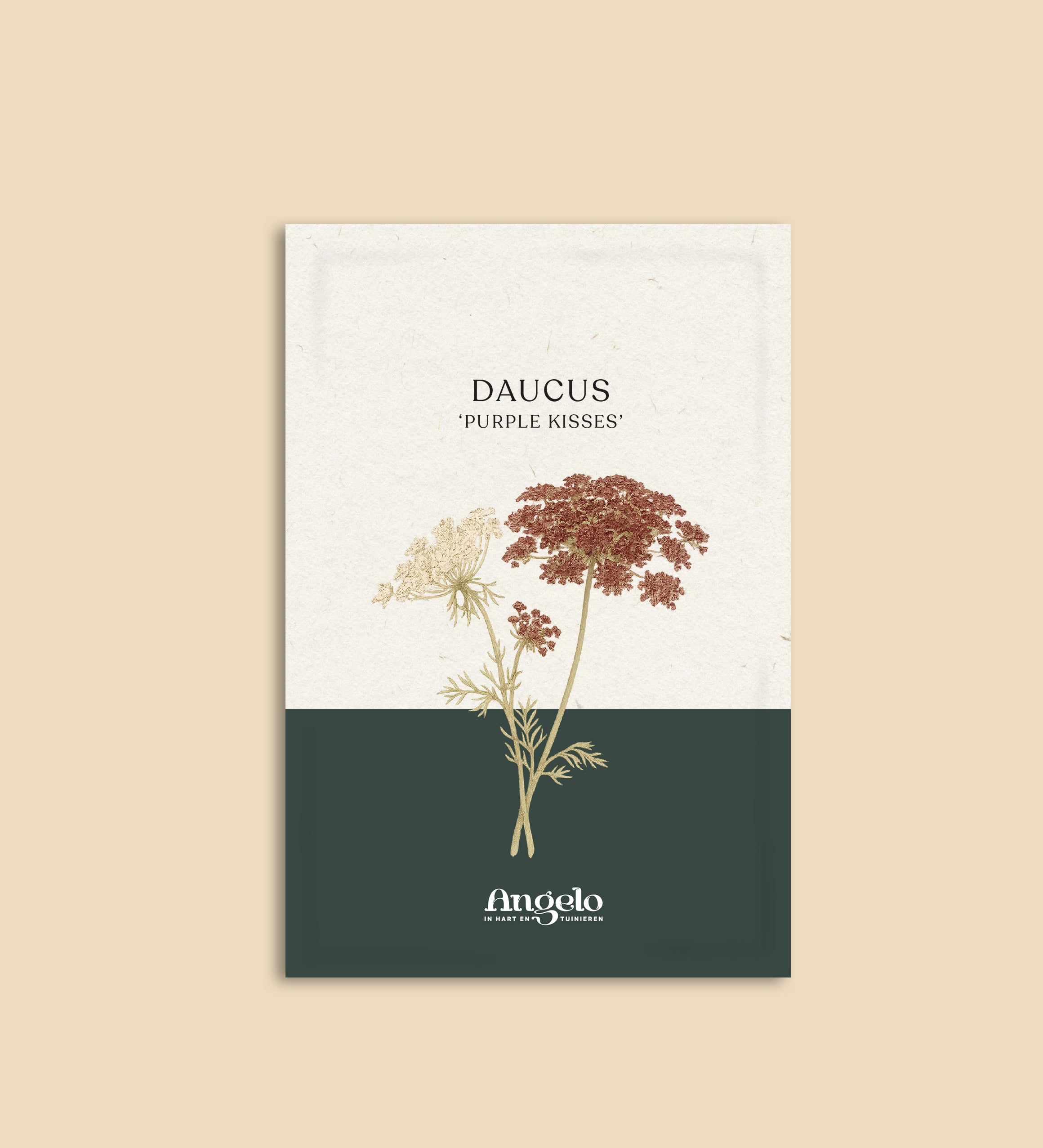 Daucus carota 'purple kisses'-Angelo