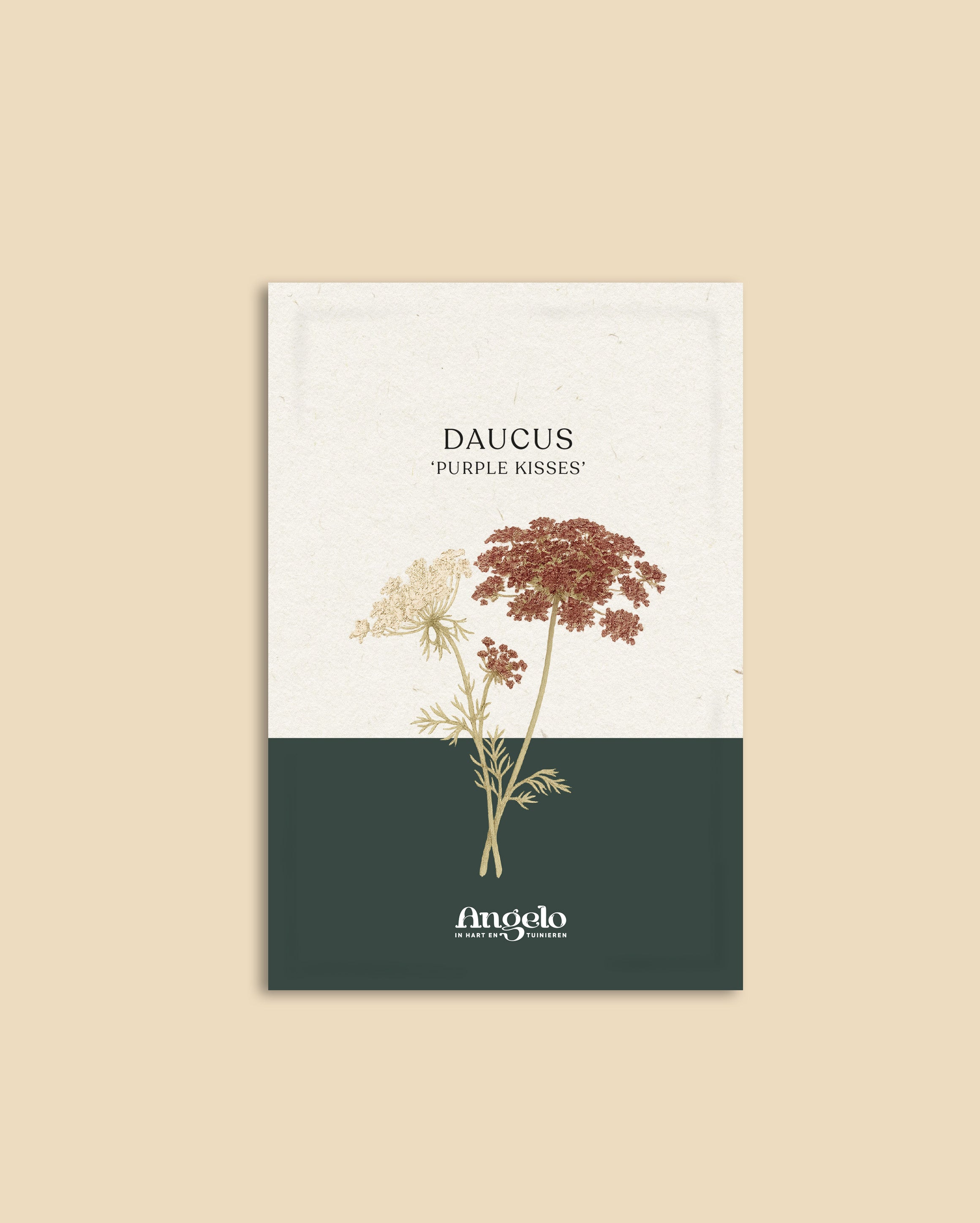 Daucus carota 'purple kisses'-Angelo