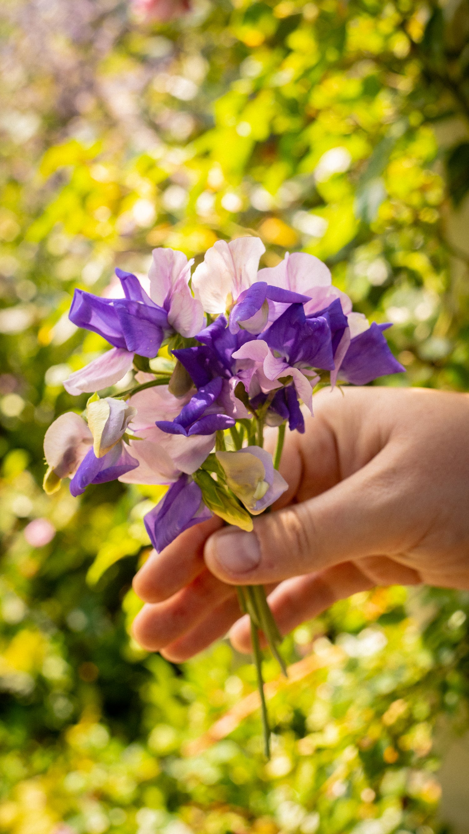 Lathyrus odoratus &