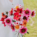 Dahliapakket: Bee's Choice