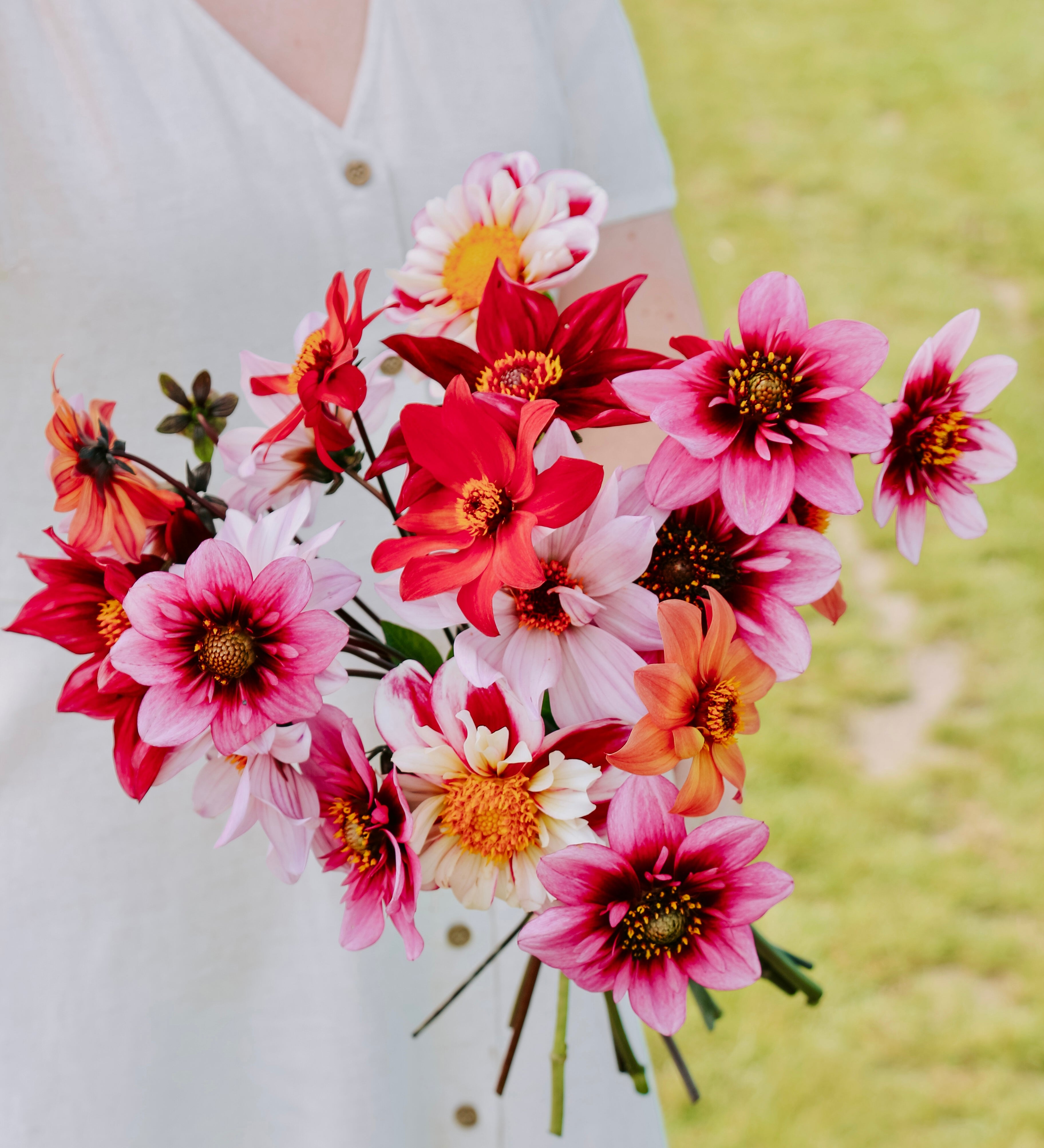 Dahliapakket: Bee's Choice