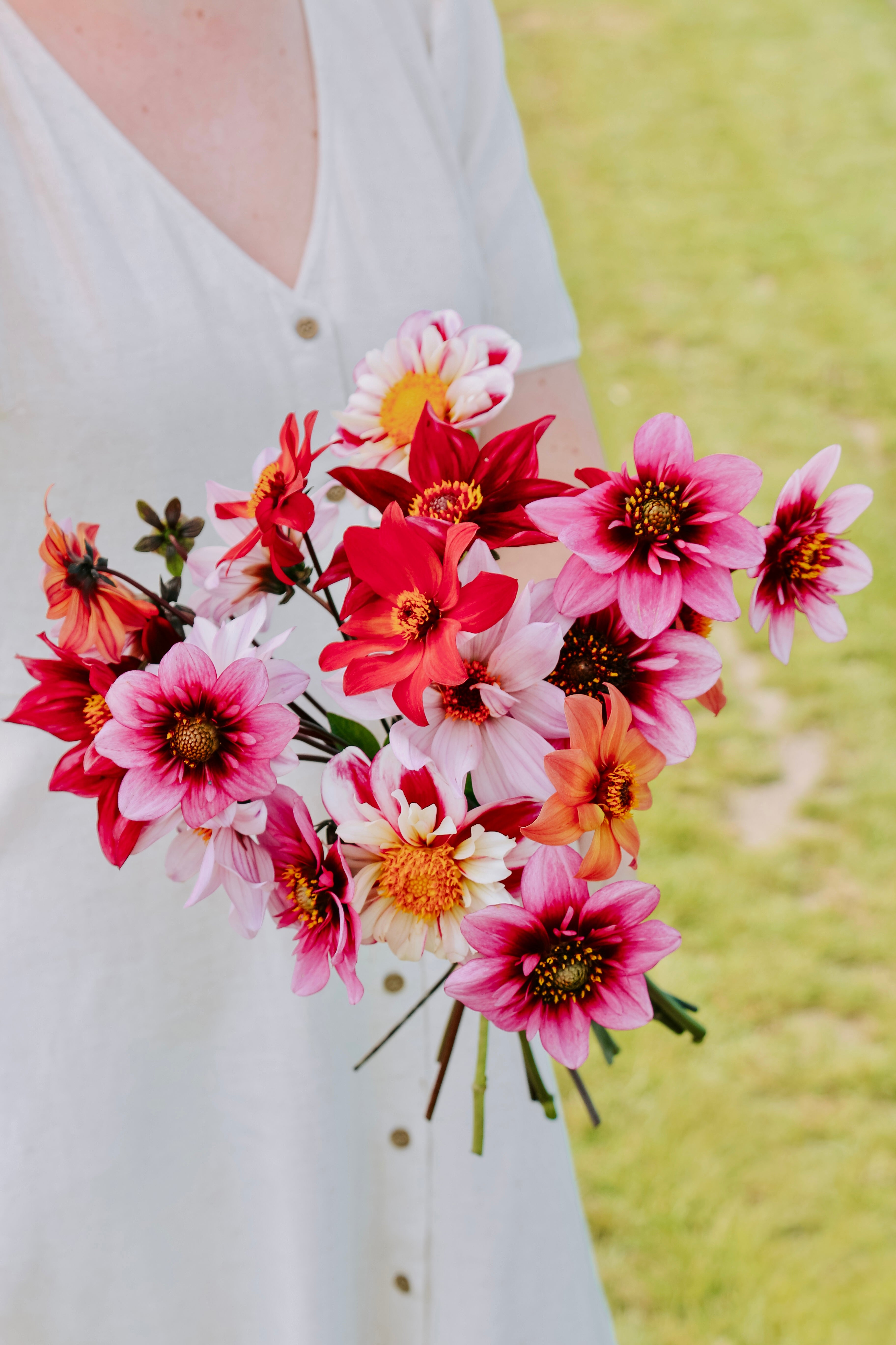 Dahliapakket: Bee's Choice