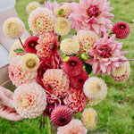 Dahliapakket: Berry Sorbet