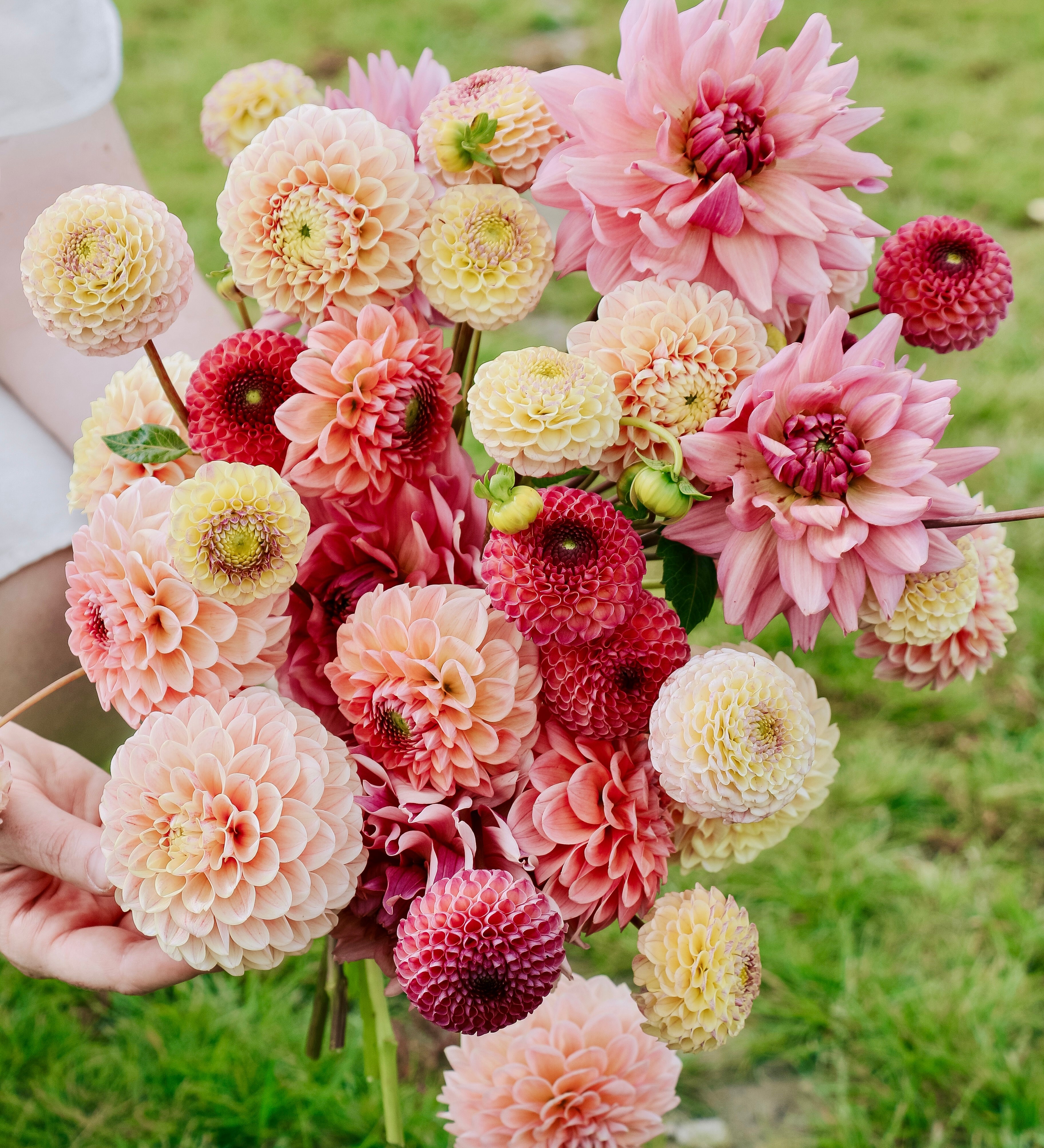 Dahliapakket: Berry Sorbet