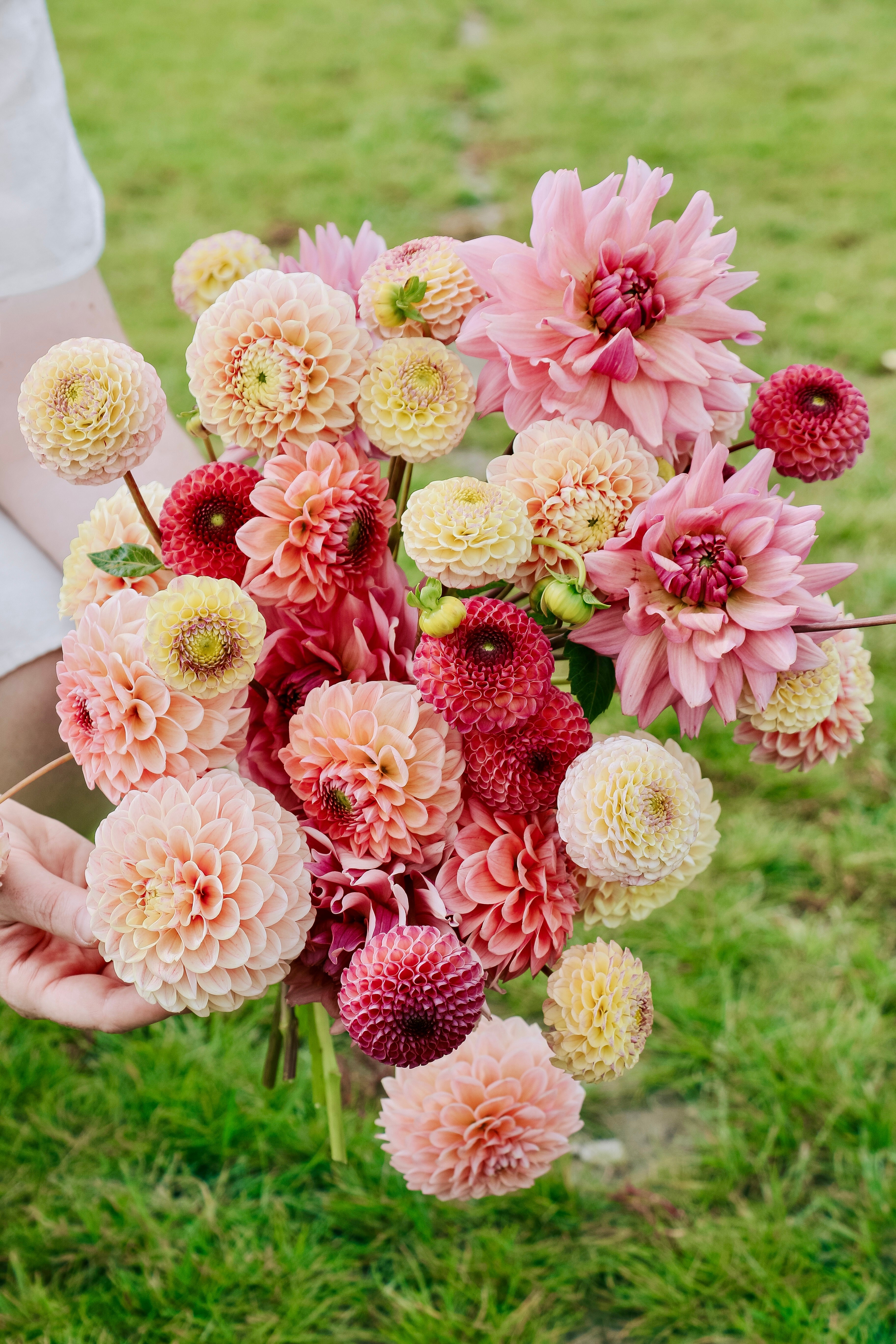 Dahliapakket: Berry Sorbet