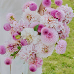 Dahliapakket: Lilac Blush