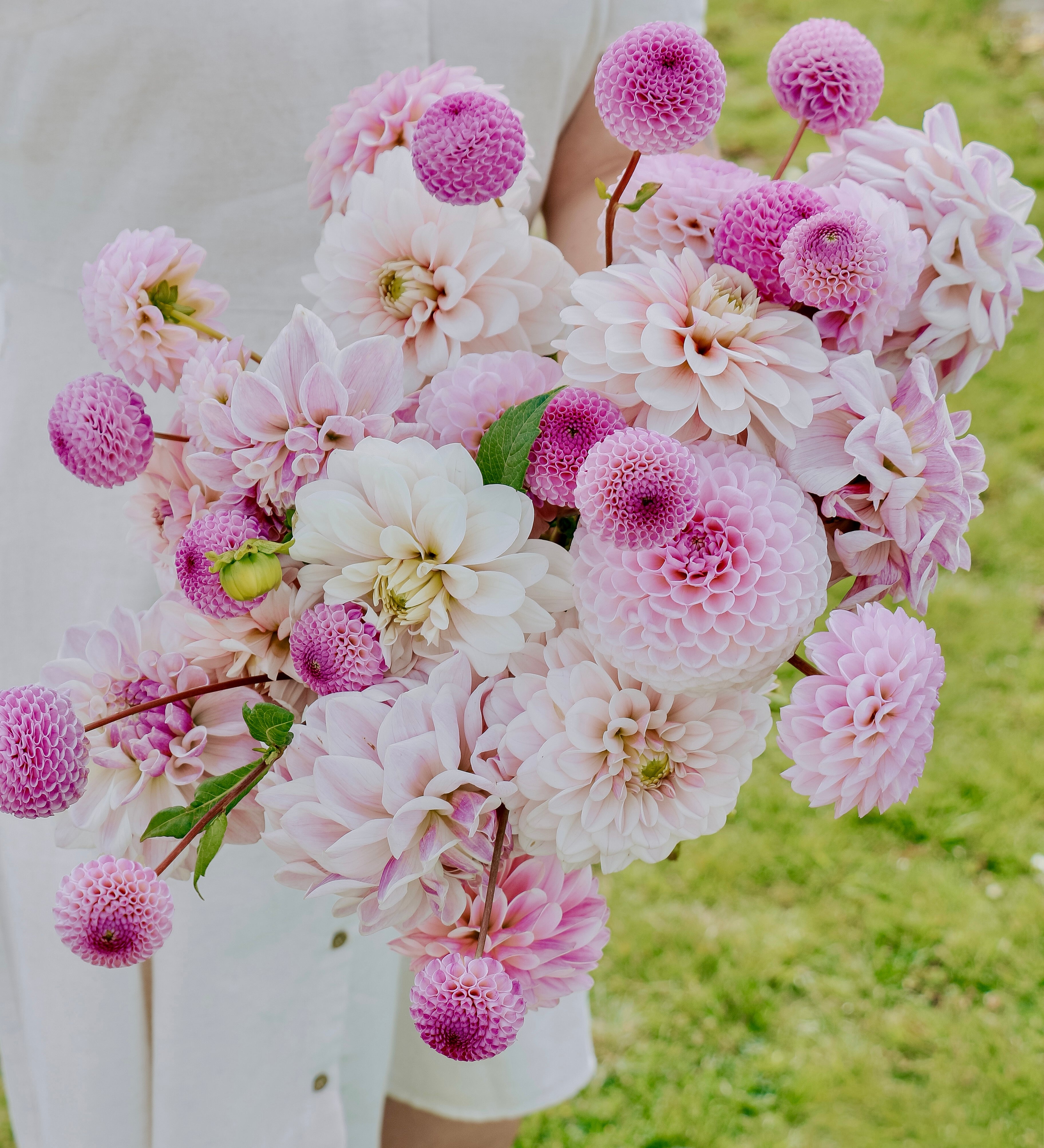 Dahliapakket: Lilac Blush