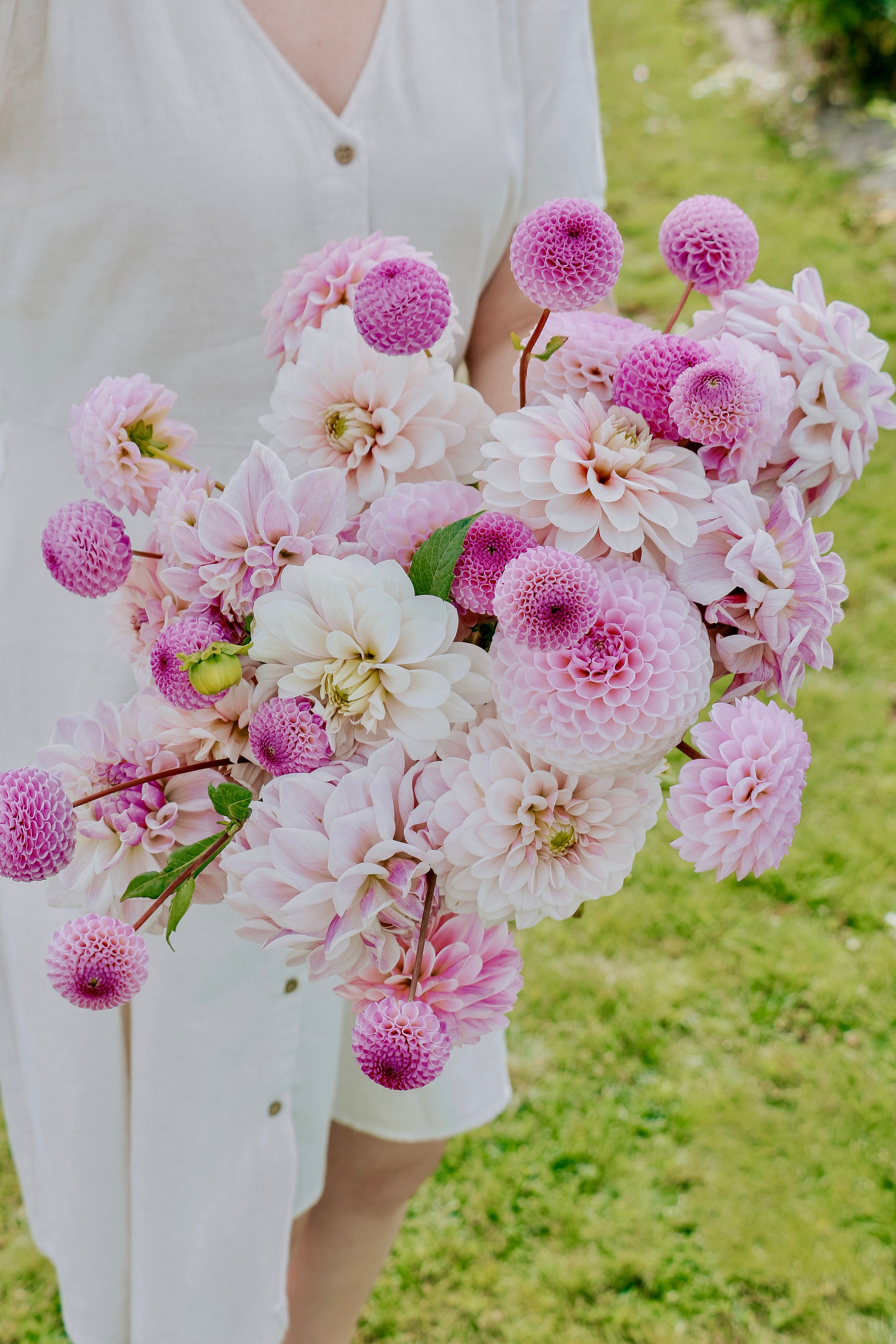 Dahliapakket: Lilac Blush