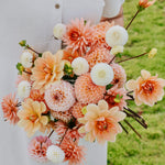 Dahliapakket: Pastel Sunshine