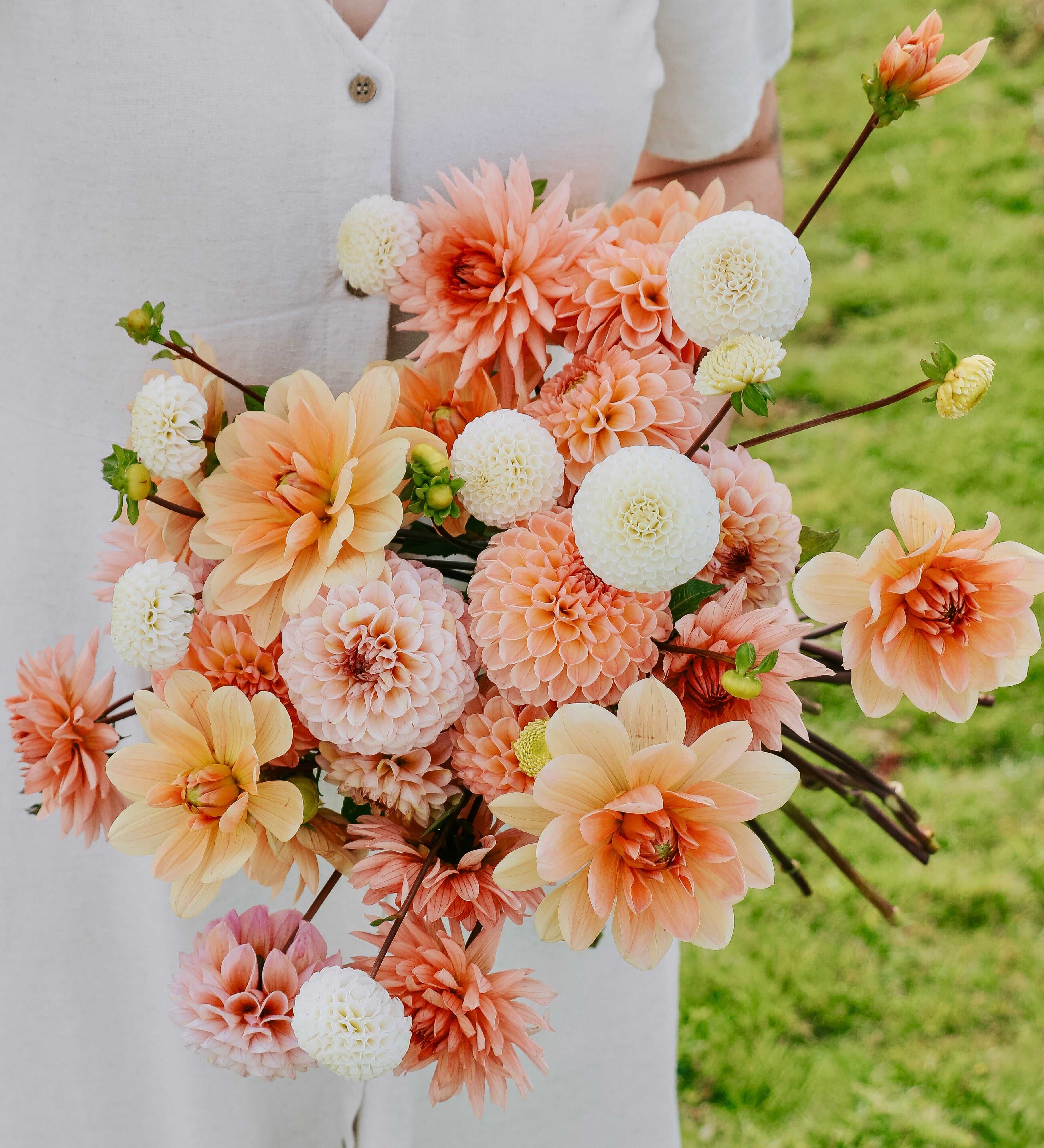 Dahliapakket: Pastel Sunshine