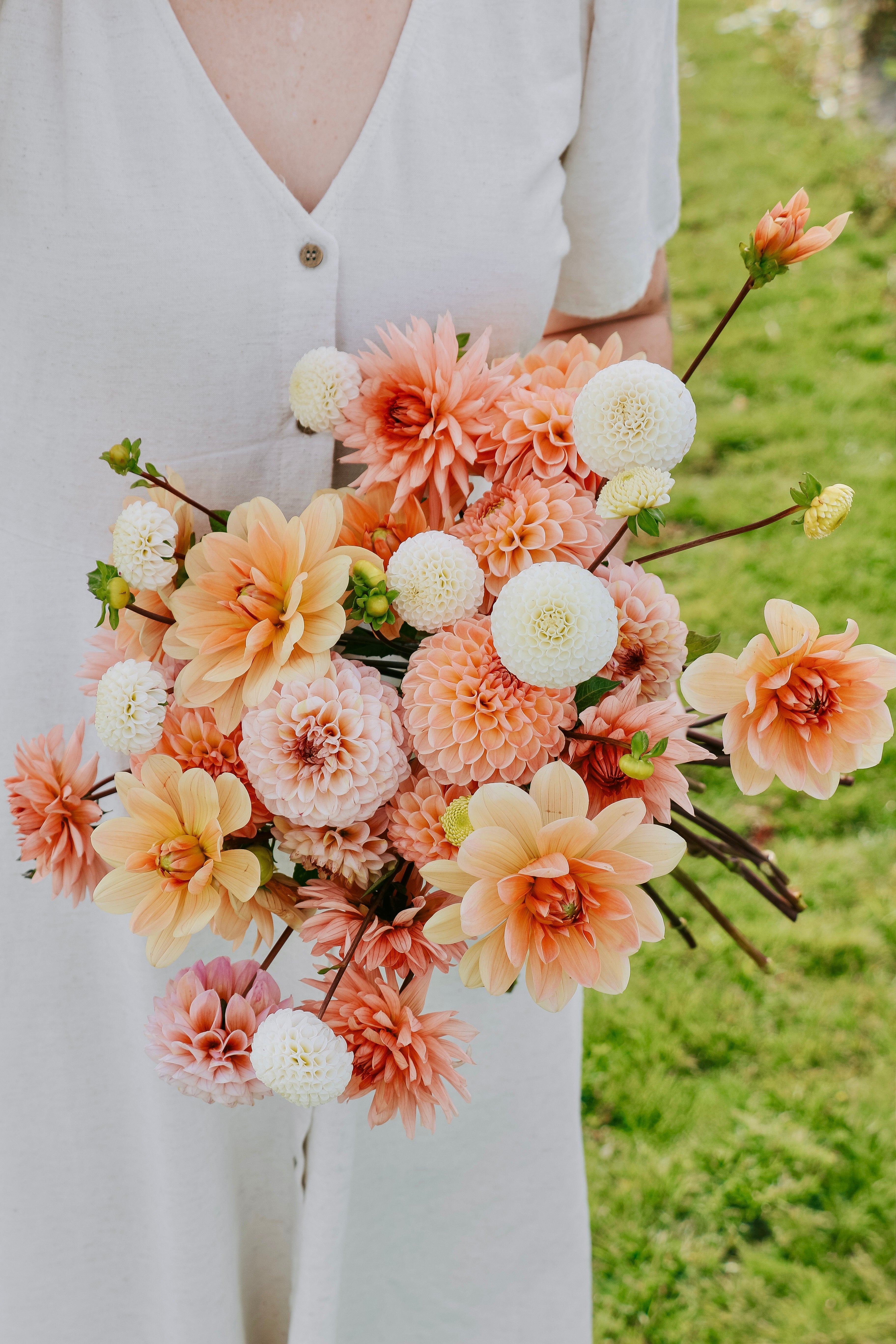 Dahliapakket: Pastel Sunshine