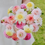 Dahliapakket: Vanilla Sunrise