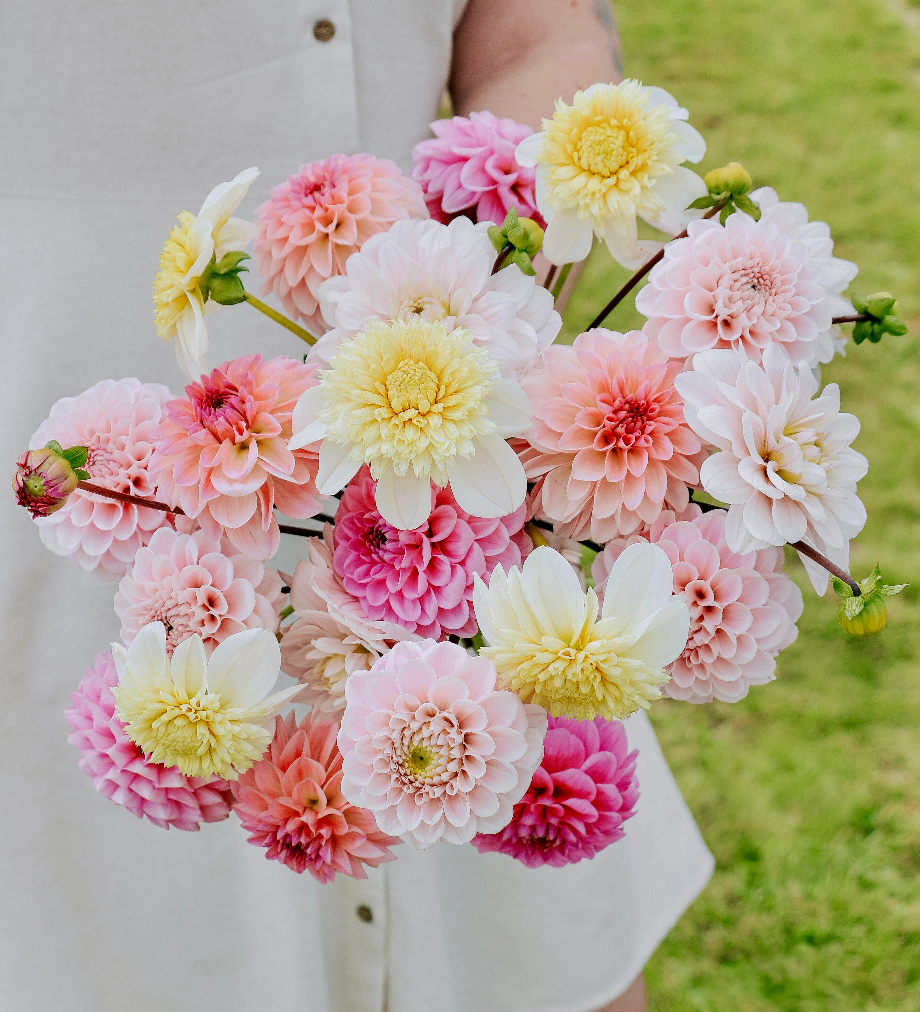 Dahliapakket: Vanilla Sunrise