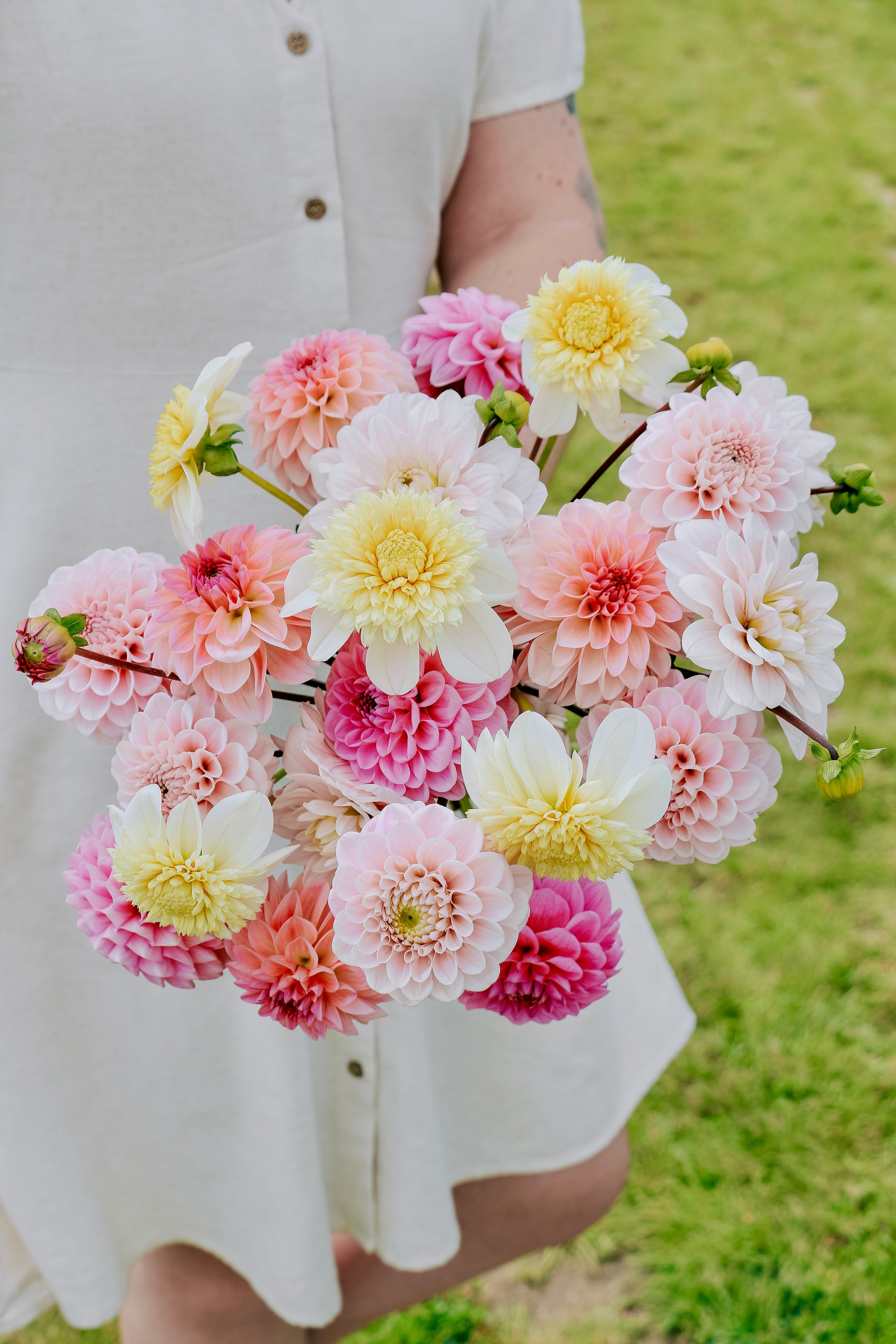 Dahliapakket: Vanilla Sunrise