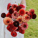 Dahliapakket: Vintage Charm