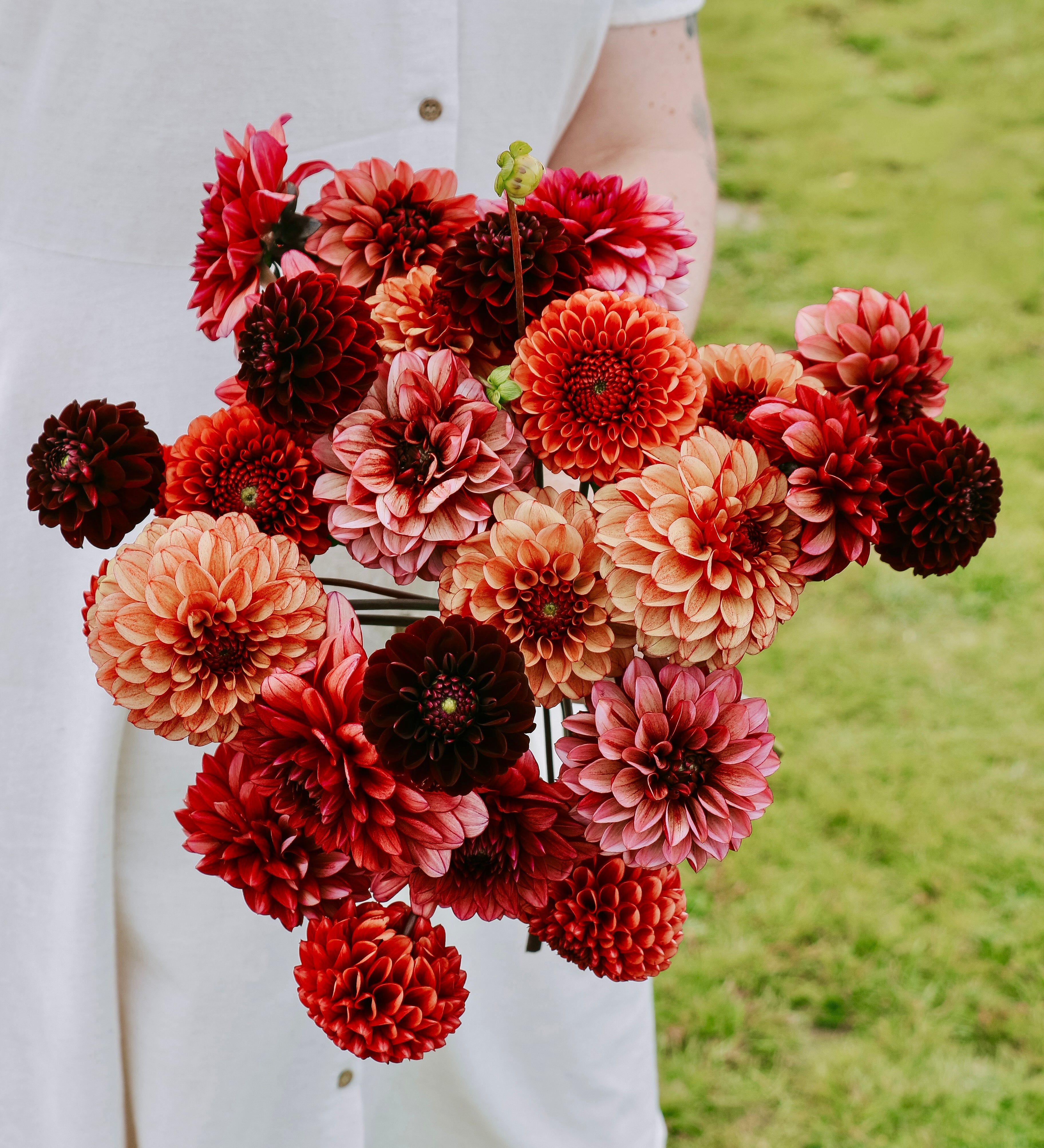 Dahliapakket: Vintage Charm