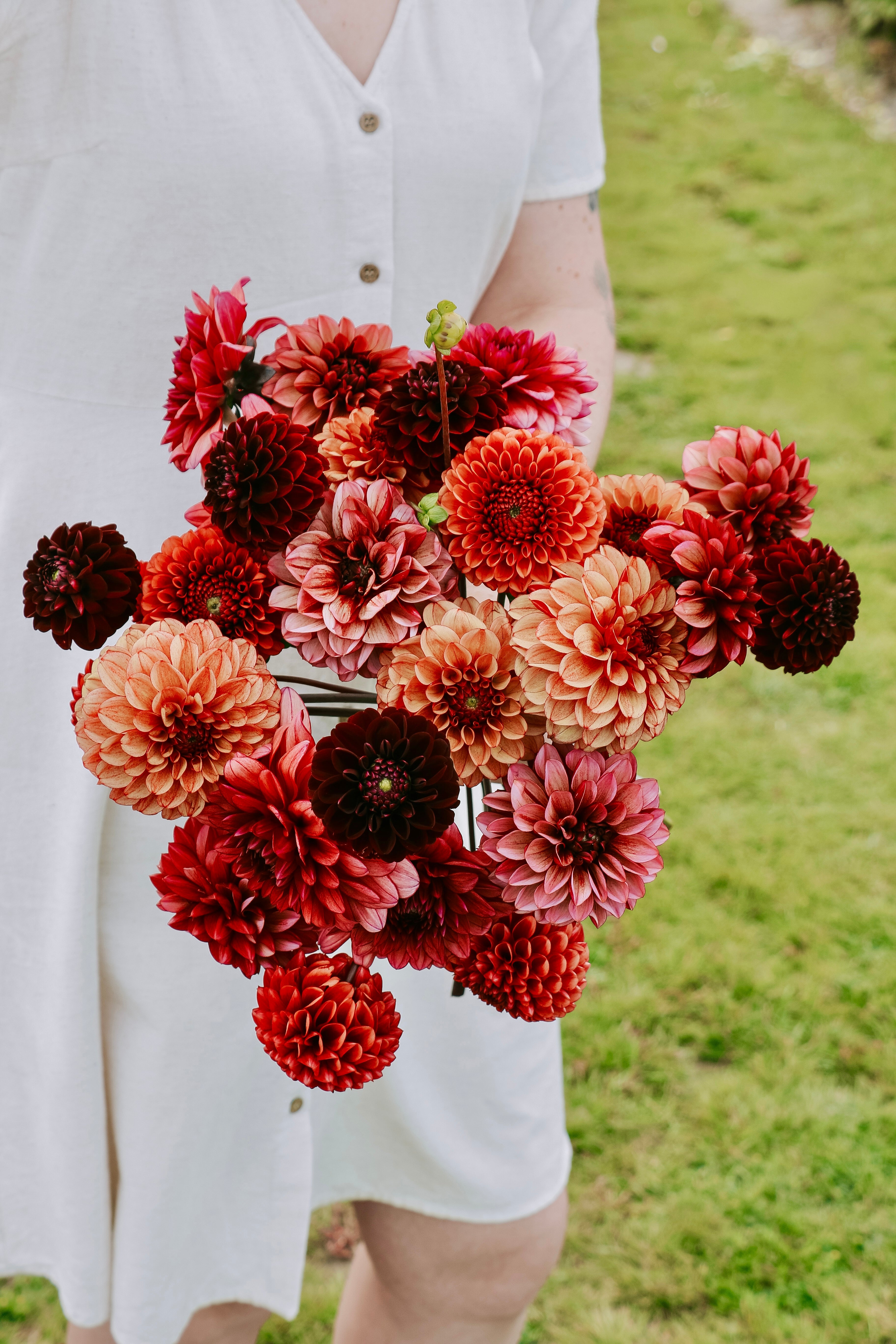 Dahliapakket: Vintage Charm