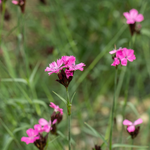 Dianthus carthusianorum