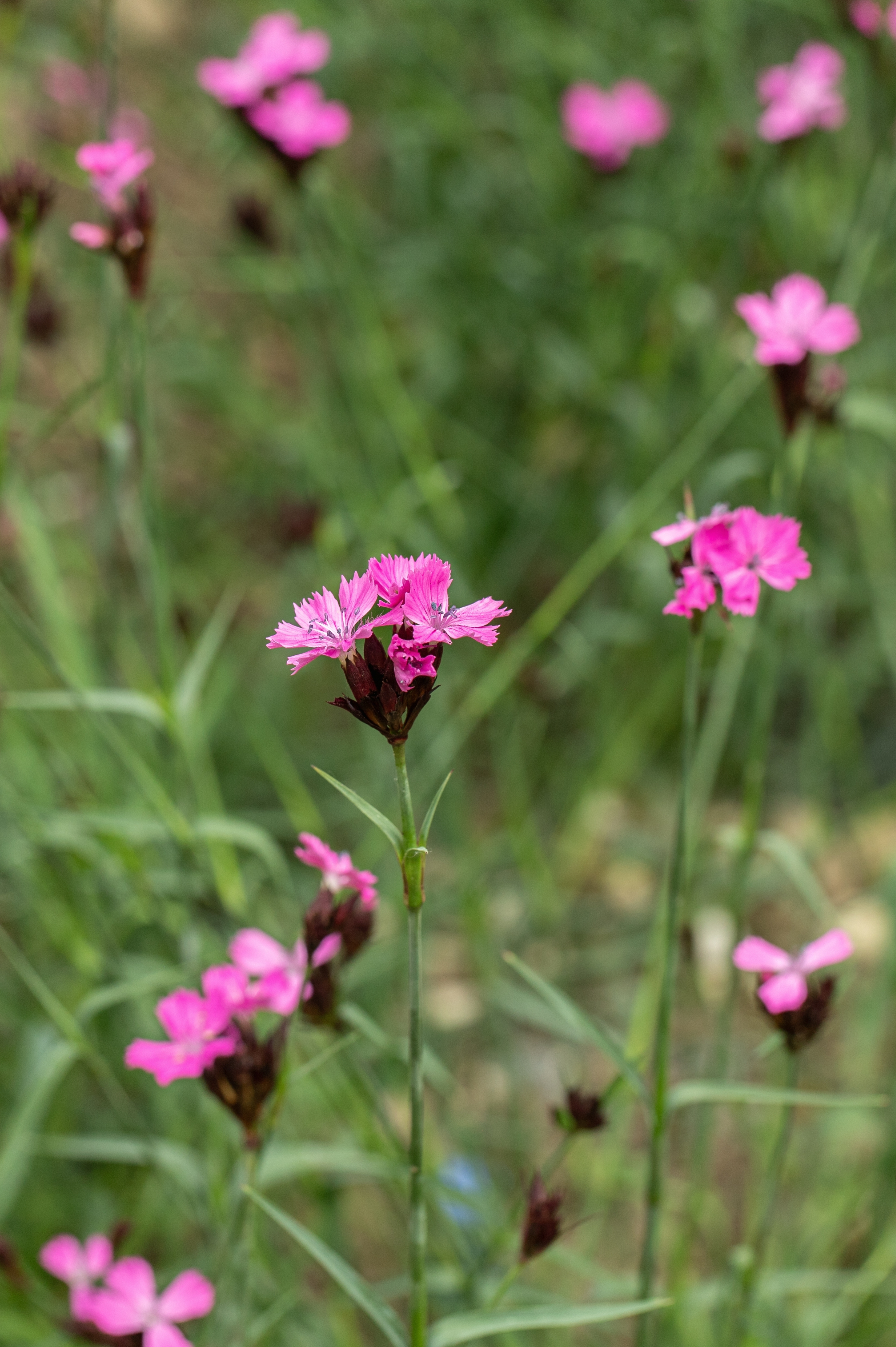 Dianthus carthusianorum