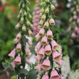 Digitalis 'Mertonensis'