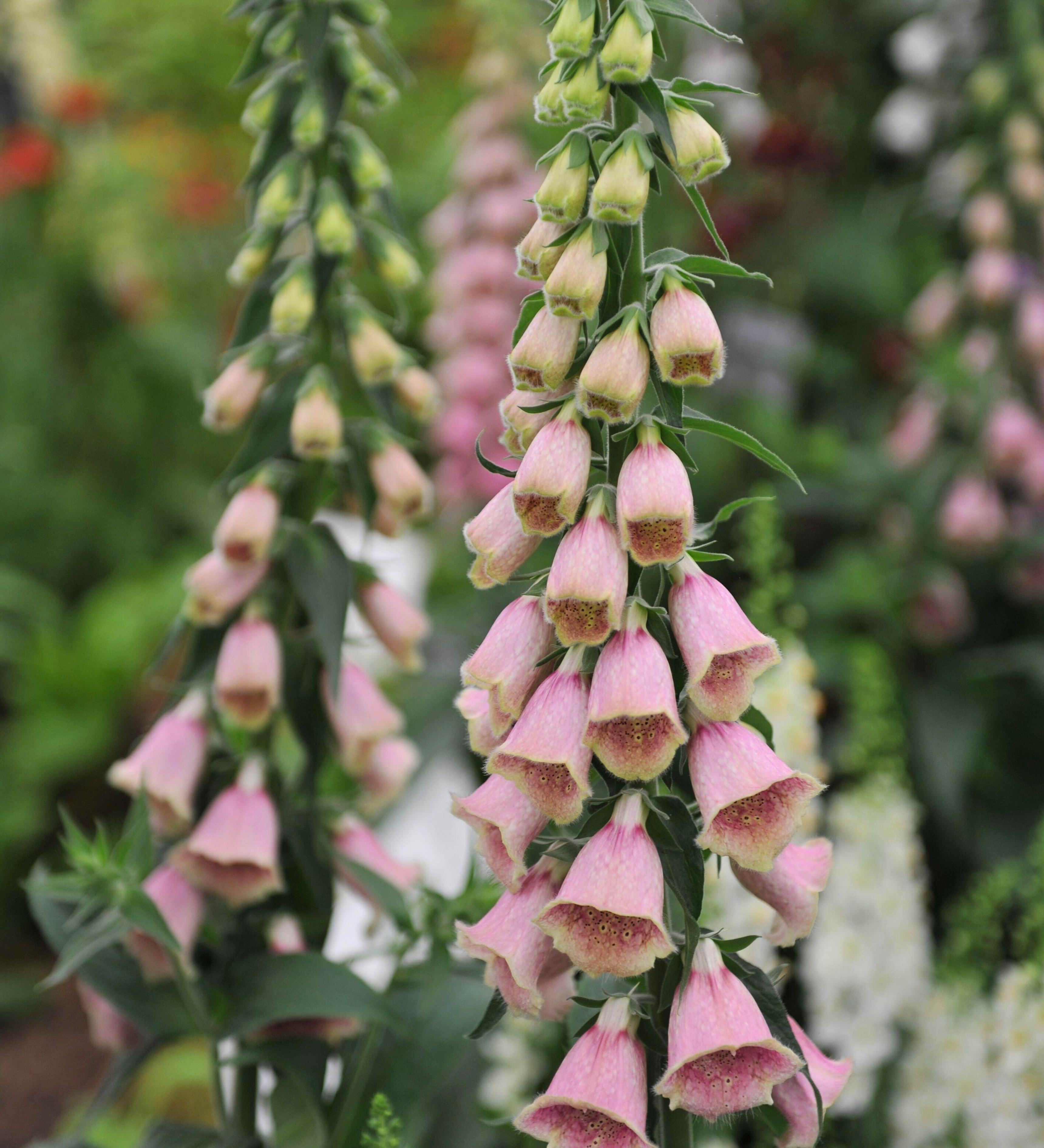 Digitalis 'Mertonensis'