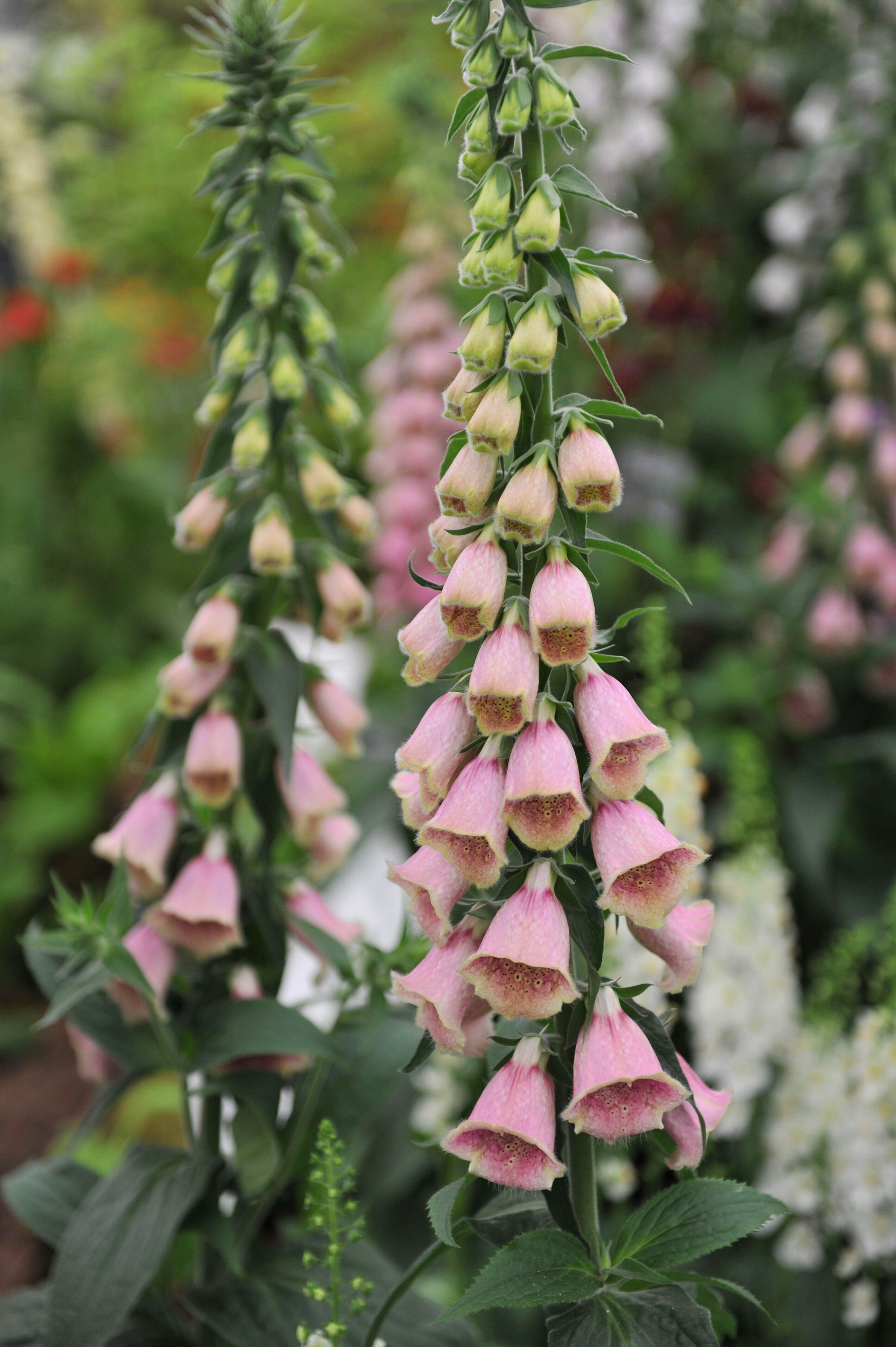 Digitalis 'Mertonensis'