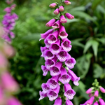 Digitalis purpurea