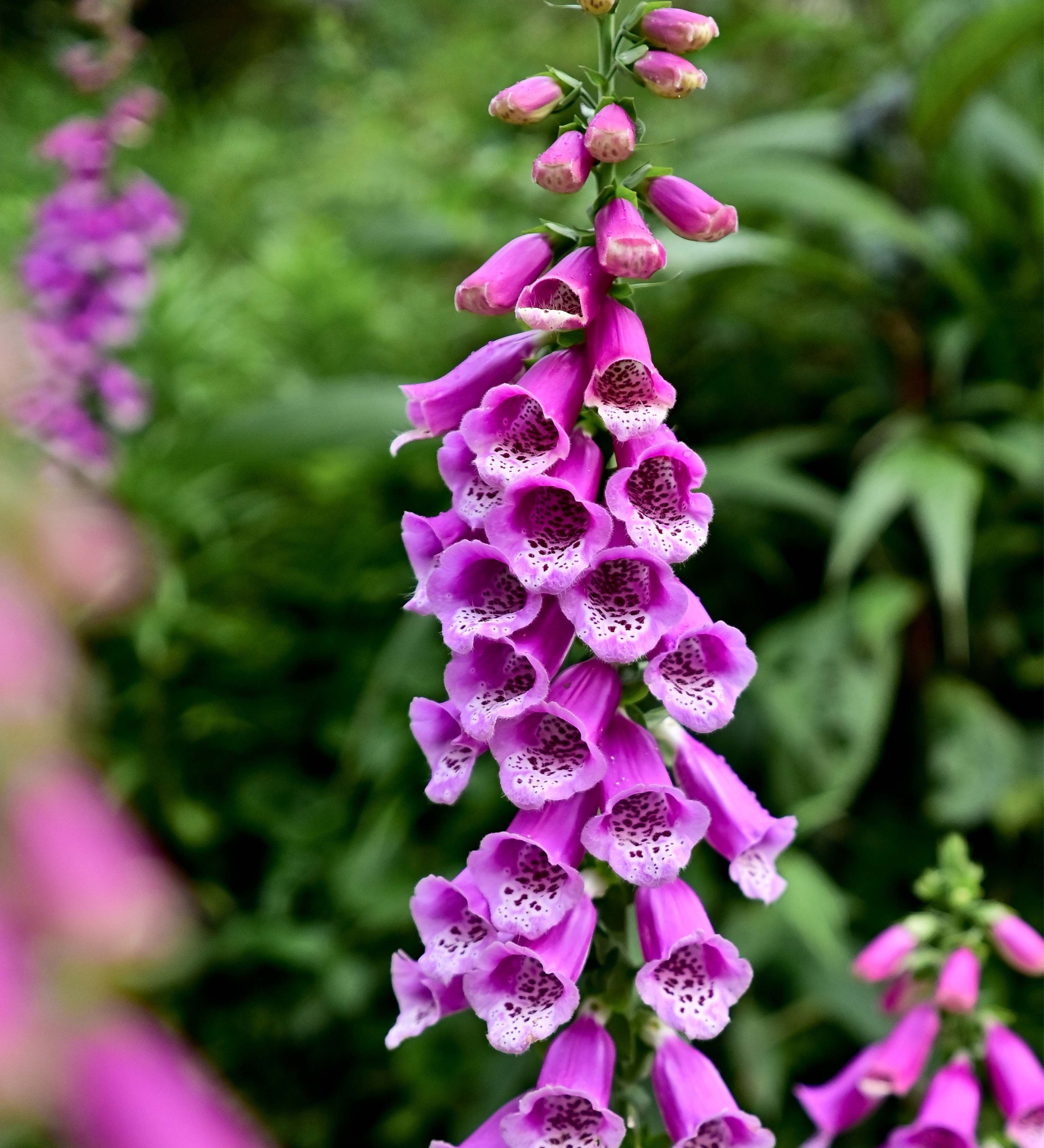 Digitalis purpurea