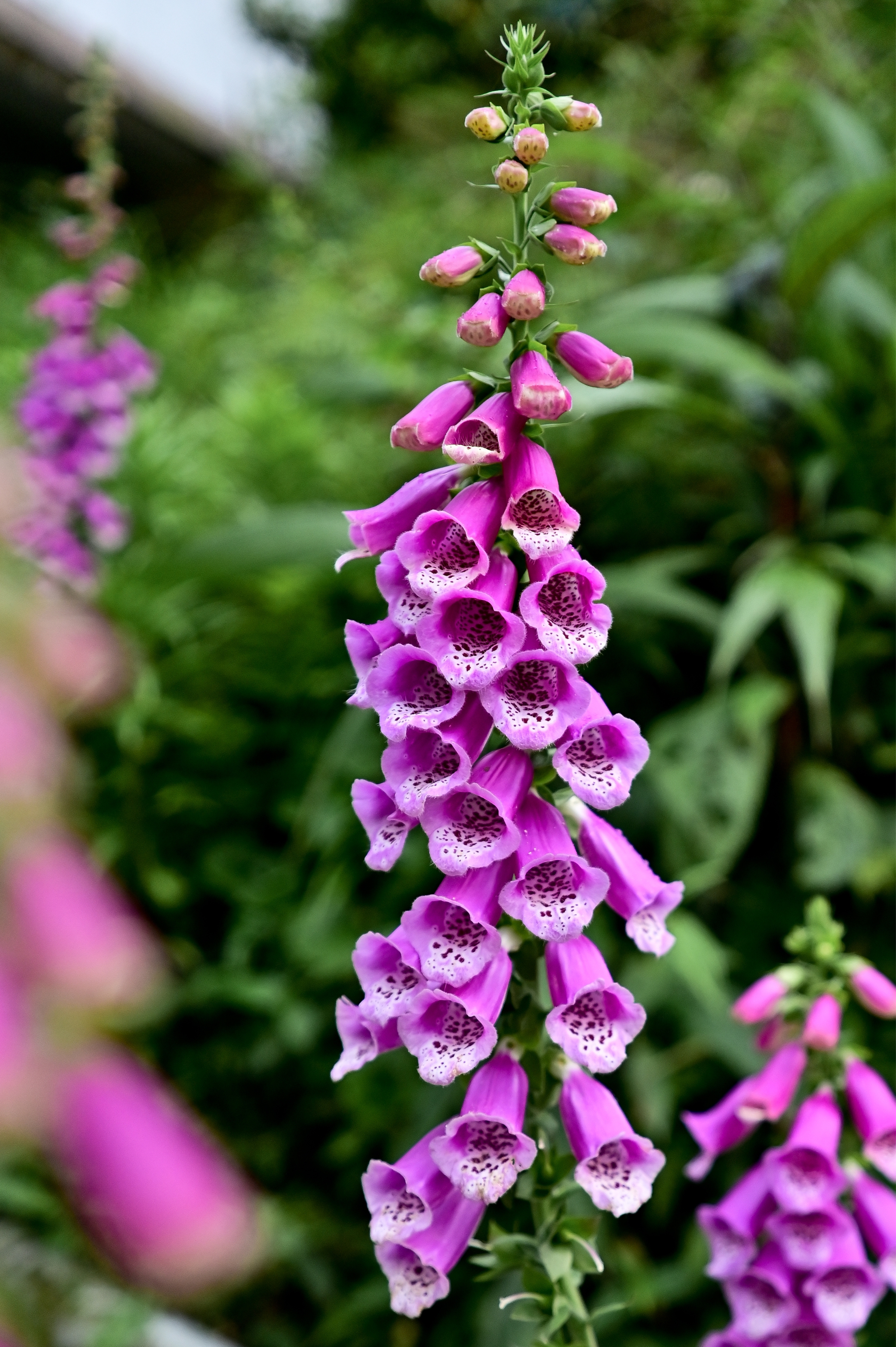 Digitalis purpurea