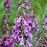 Digitalis purpurea 'Excelsior Hybrids' - vingerhoedskruid vaste plant