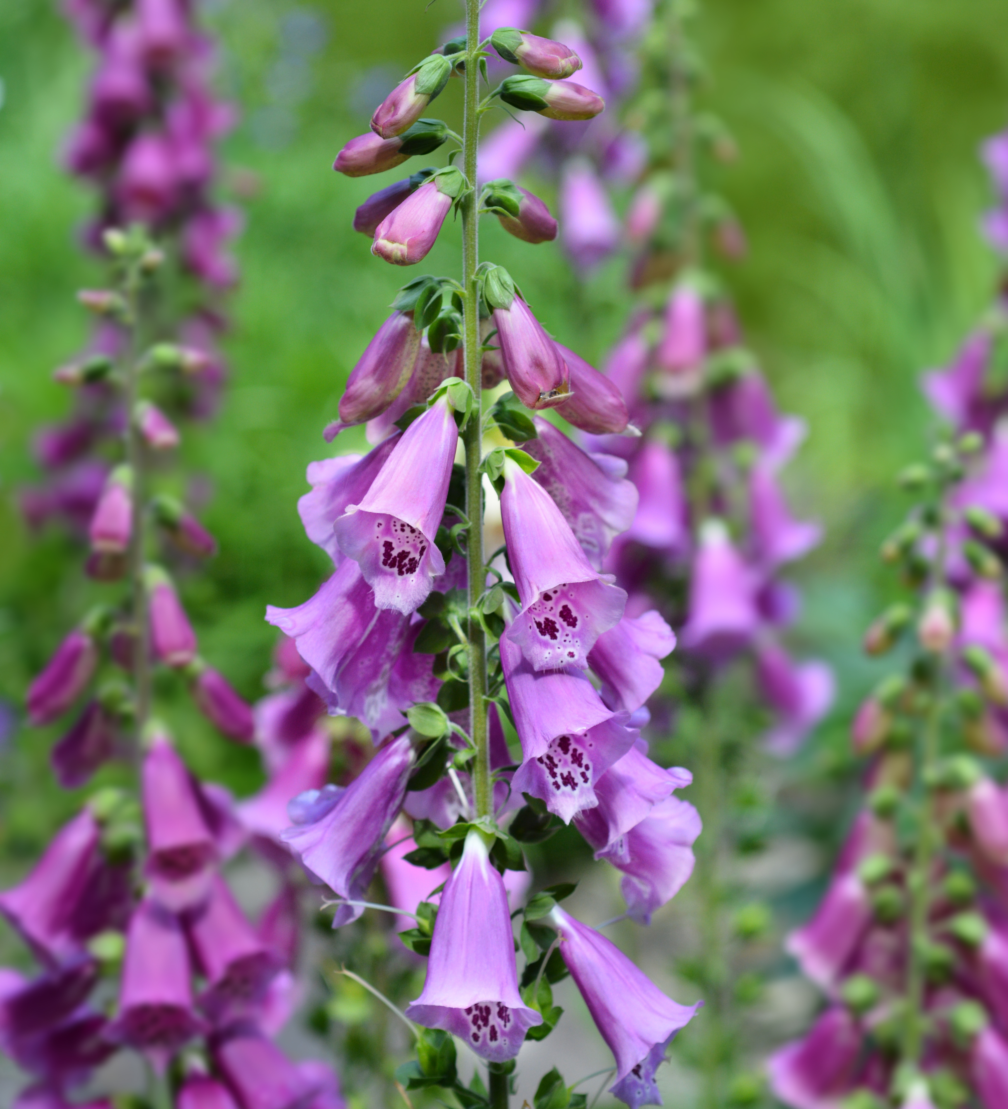 Digitalis purpurea 'Excelsior Hybrids' - vingerhoedskruid vaste plant