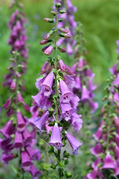 Digitalis purpurea 'Excelsior Hybrids'