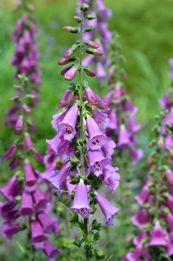 Digitalis purpurea 'Excelsior Hybrids'