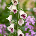 Digitalis purpurea 'Pam's Choice'-Angelo