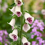 Digitalis purpurea 'Pam's Choice'-Angelo
