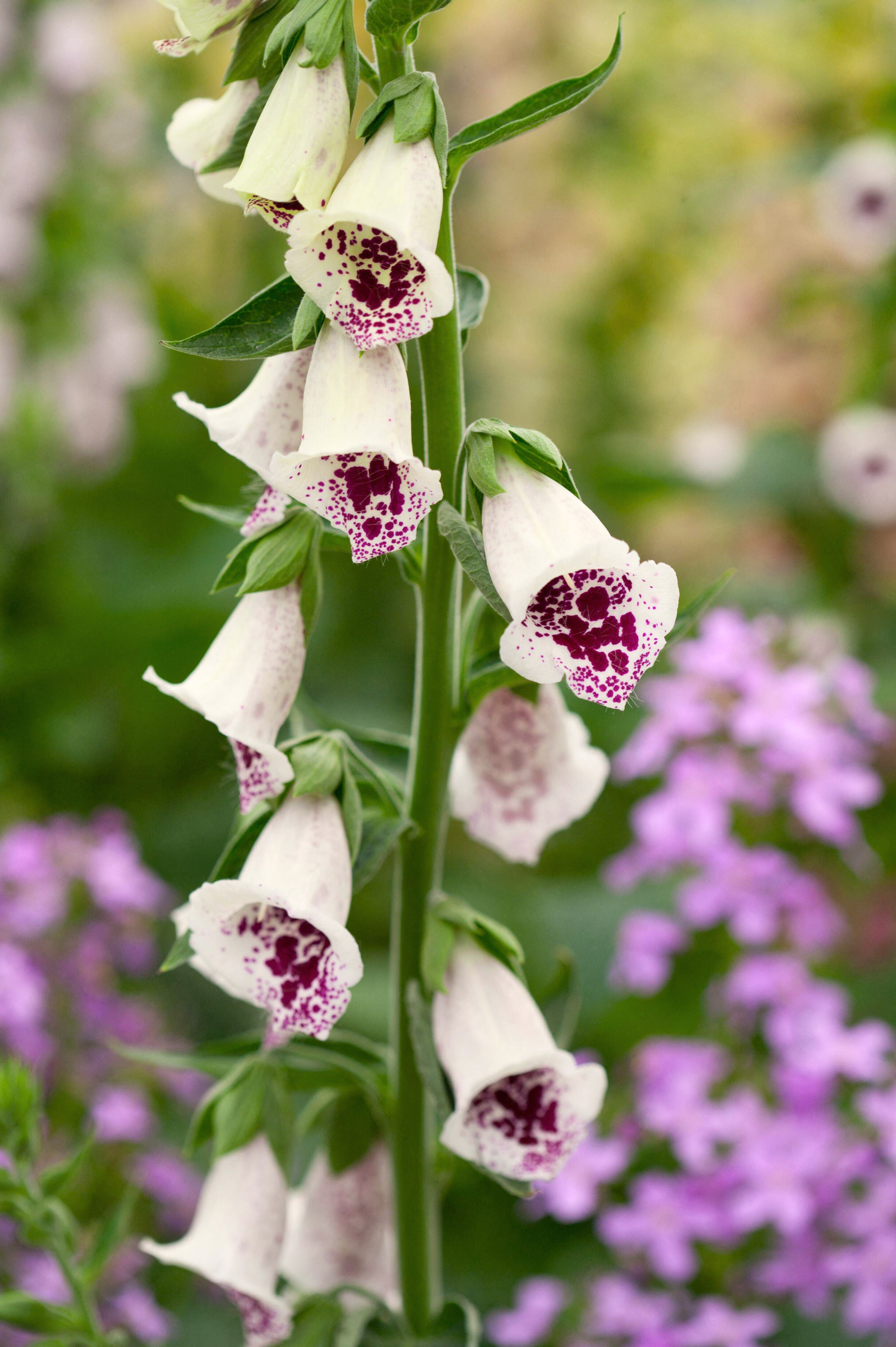 Digitalis purpurea 'Pam's Choice'-Angelo