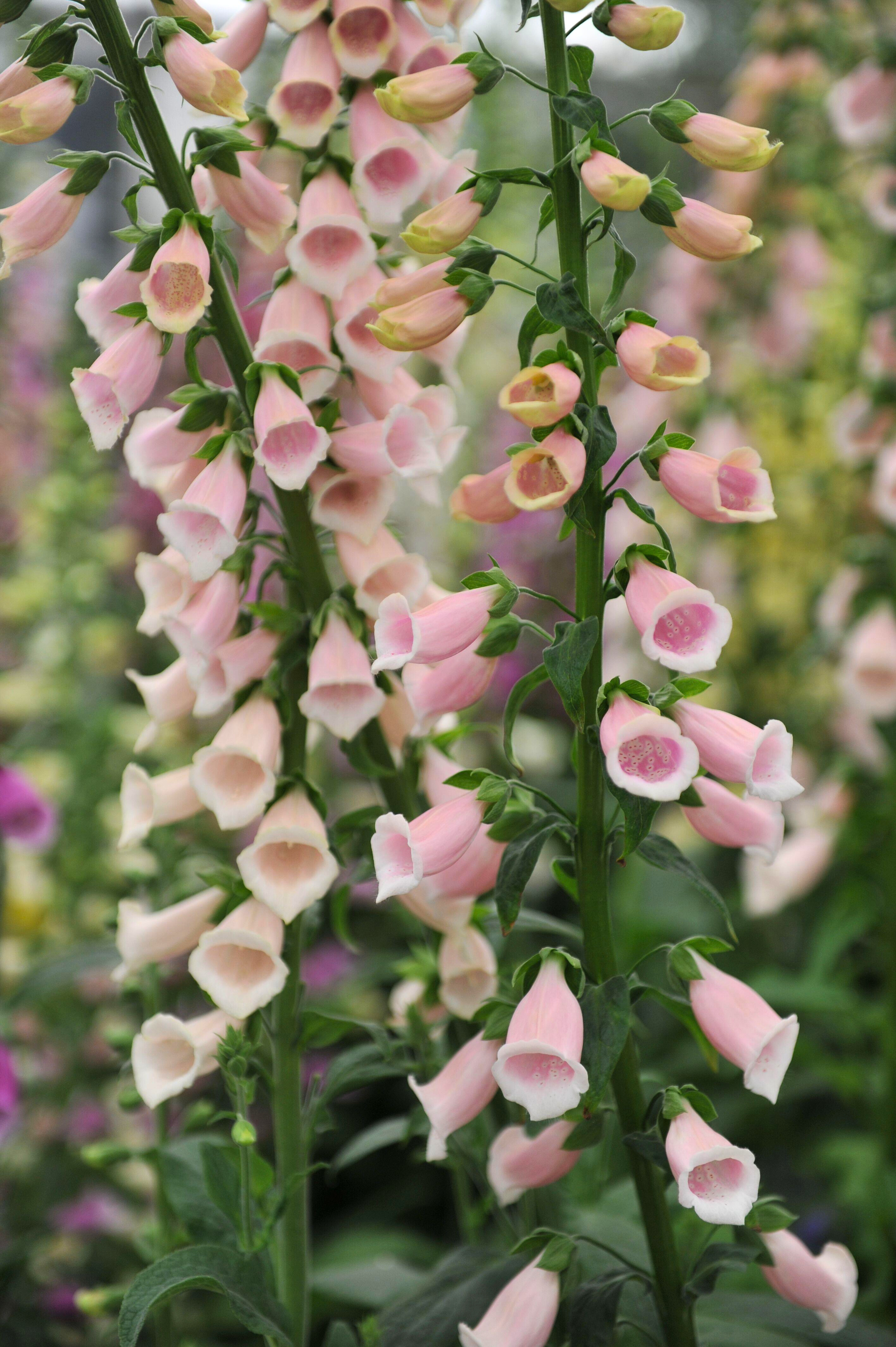 Digitalis purpurea 'Sutton's Apricot'