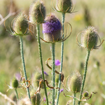 Dipsacus fullonum