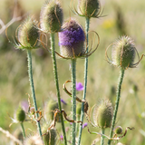 Dipsacus fullonum