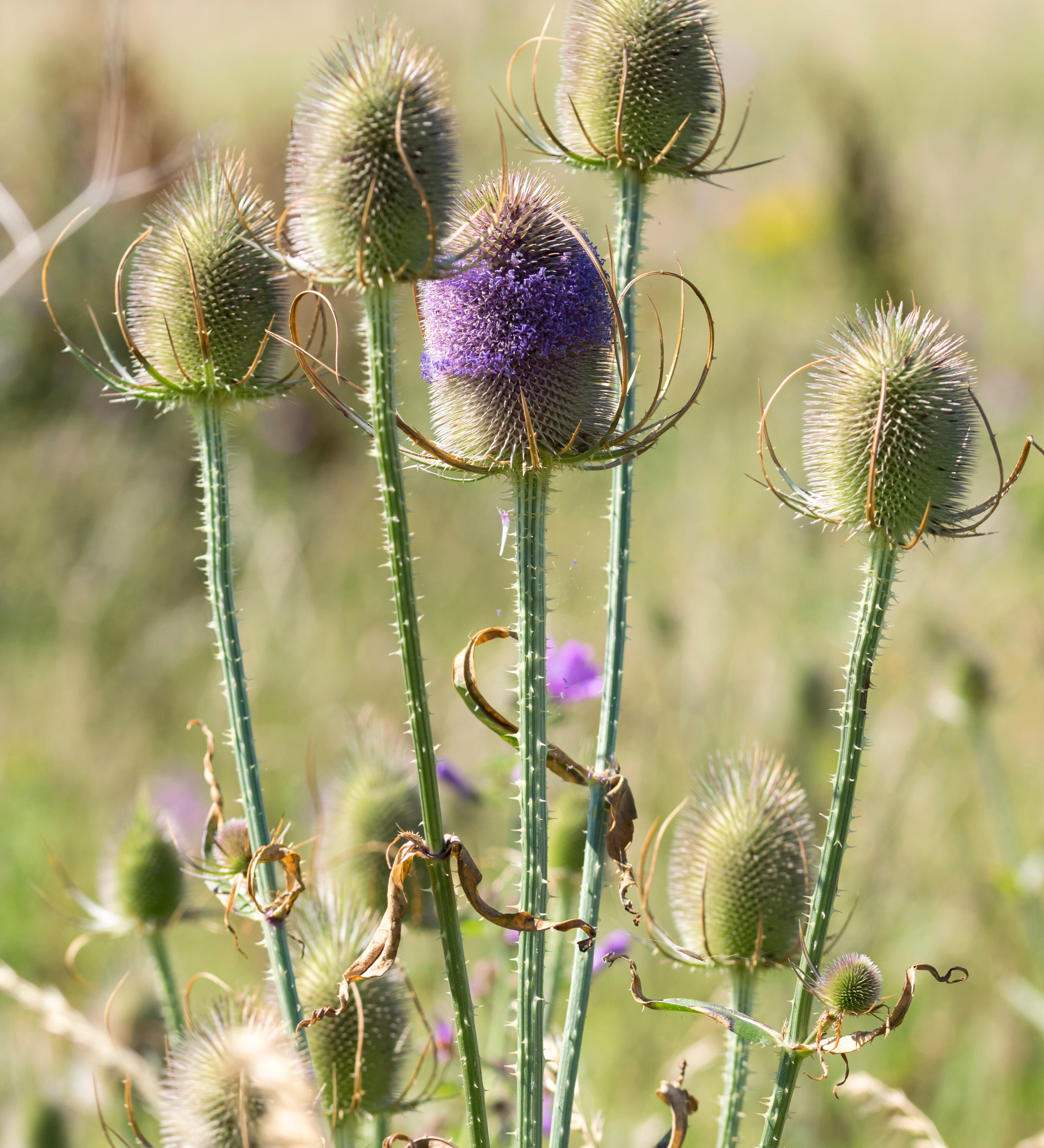 Dipsacus fullonum
